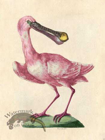 Roseate Spoonbill - Tribute Bd 65 M